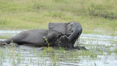 Кенийцы спасли тонущего слона с помощью экскаватора