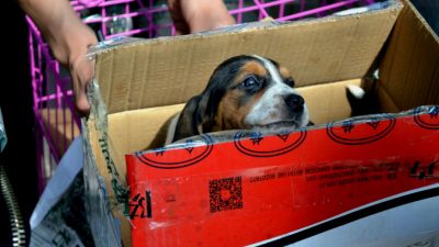 Собачья история про Золушку, не иначе! Слепая собака из московского приюта обрела дом в Швейцарии