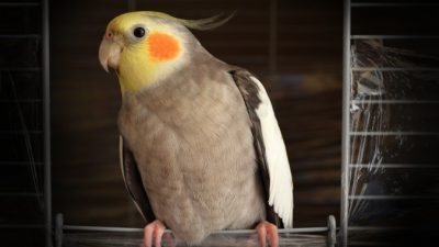 (Видео) Это не попугай, это настоящий тусовщик! Главное ― дождаться ухода хозяйки))