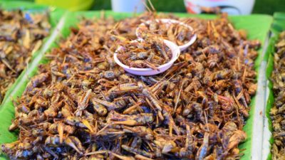 Съедобные насекомые появятся на полках магазинов Таиланда