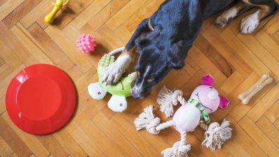 (Видео) Собакам из приюта позволили самим выбрать игрушки. Неприкрытое счастье сняли на камеру