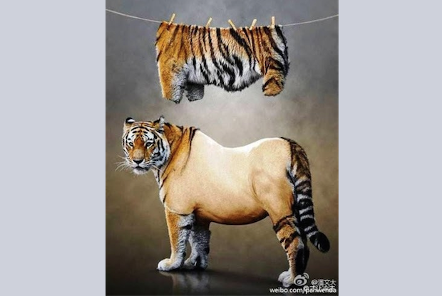Фотография тигра с остриженным мехом, висящая над ним, стала вирусной в китайском Интернете, явная насмешка над поздравительной открыткой Цзян Цзэминя, бывшего лидера Коммунистической партии Китая. (freeweibo.com) | Epoch Times Россия