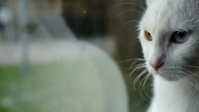 (Видео) Женщина жутко перепугалась, когда увидела, что за соседским котом следует призрак
