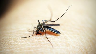Лихорадка денге распространяется в Гуанчжоу на юге Китая