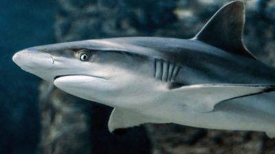 Турист из Германии погиб от нападении акулы в Египте