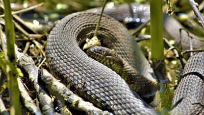 «Врачи без границ» прогнозируют рост смертности от укусов змей