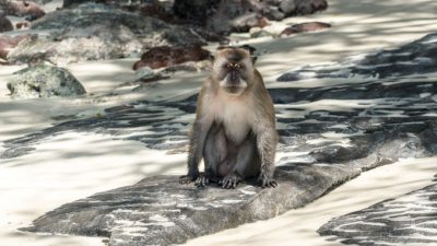 В Таиланде из-за засухи с гор спустились сотни обезьян