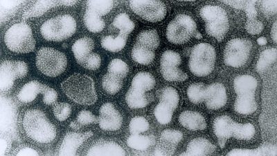 Около 4000 кур уничтожат в Японии из-за вспышки птичьего гриппа