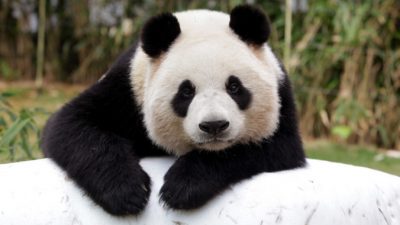 Спасатели в Китае 3 часа вызволяли гигантскую панду из реки