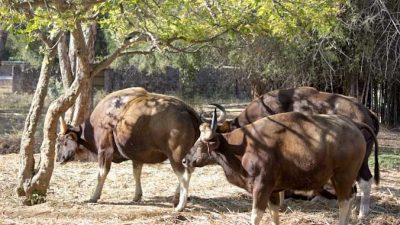 Пострадавший во время урагана индийский зоопарк снова открыт