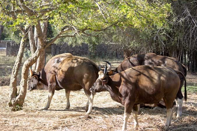 Дикие буйволы в Arignar Anna Zoological Park в Ченнае, Индия. Фото: Татьяна Виноградова/Великая Эпоха | Epoch Times Россия