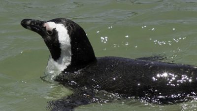 В манильском океанариуме вырастили первого пингвина