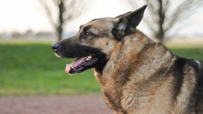 (Видео) Служебный пёс на пенсии «расплакался» при встрече со своим куратором-милиционером. Ведь они не виделись 1,5 года