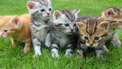 (Фото) 5 кошек в доме способны кого угодно умурлыкать и успокоить в период пандемии. Какие же они красавицы!