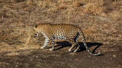 В индийском штате Джамму и Кашмир поймали терроризировавшего окрестности леопарда