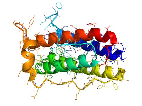 Изображение молекулы гормона лептина. Лептин сообщает вашему мозгу и телу, сколько у вас жировых запасов. (Lculig / thinkstockphotos.com) | Epoch Times Россия