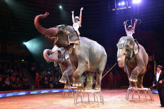 Шоу слонов Джеймса Пуйдебуа в цирке Мюнхена, Германия, 25 декабря 2016 года. Фото: Hannes Magerstaedt/Getty Images | Epoch Times Россия