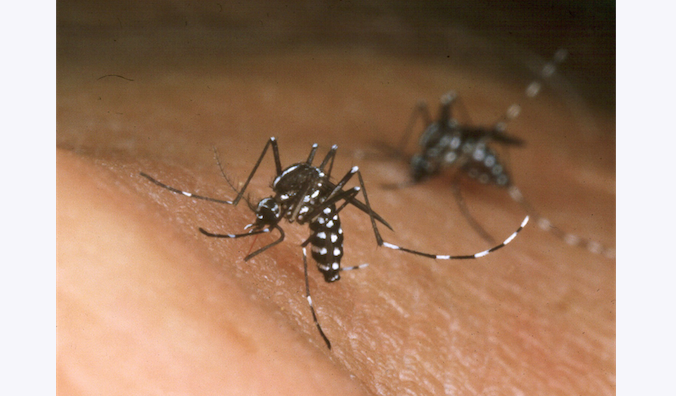 Jack Leonard/New Orleans Mosquito and Termite Control Board/Getty Images | Epoch Times Россия