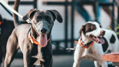 (Видео) Обученные собаки будут выявлять заражённых COViD-19 пассажиров в аэропорту Дубая