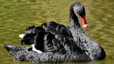 Пекин сообщил о вспышке птичьего гриппа H5N8 среди диких лебедей