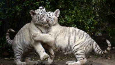 Четыре редких тигрёнка родились в индонезийском зоопарке