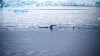 Японии запретили китобойный промысел в Антарктике