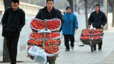 В розничной сети Пекина обнаружили токсичную клубнику