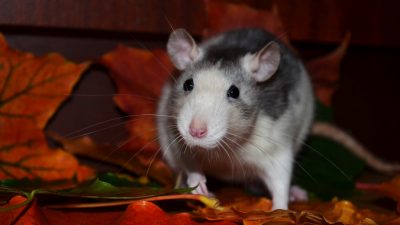 Учёные научили парализованных крыс заново ходить