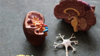 Мозг человека «привыкает» к здоровой пище — учёные