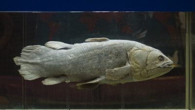 Останки древнейшей «сухопутной» рыбы найдены в ЮАР