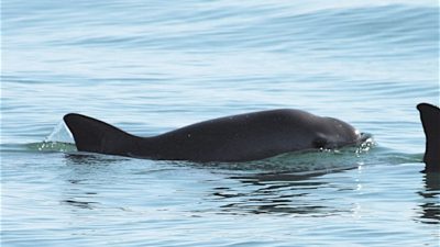 В Китае исчезли речные дельфины, а теперь морские свиньи под угрозой