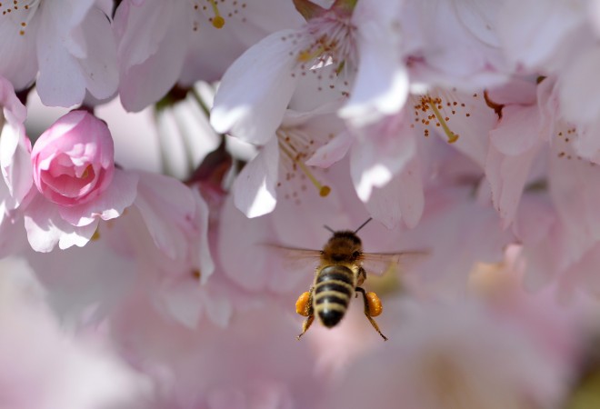 Пчела собирает пыльцу с цветков вишни 27 марта 2014 года, Потсдам, Восточная Германия. Фото: Ralf Hirschberger/AFP/Getty Images | Epoch Times Россия