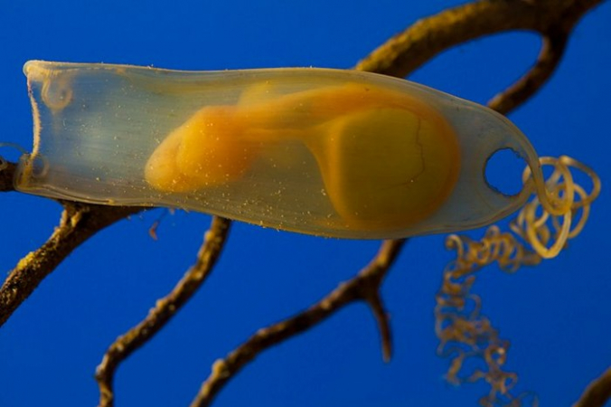 Sander van der Wel from Netherlands - Shark egg, CC BY-SA 2.0, https://commons.wikimedia.org/w/index.php?curid=28145888 | Epoch Times Россия