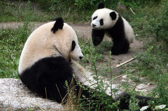 Панда-мама с детёнышем. Фото: Wikipedia/CC BY-SA 3.0 | Epoch Times Россия