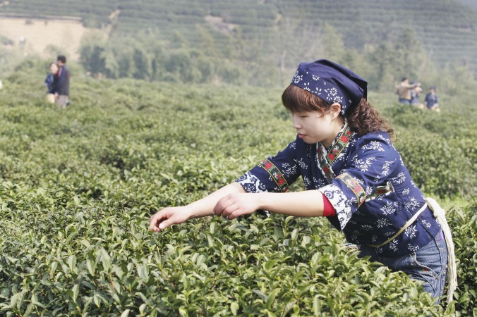 Работница-мигрантка собирает чай в окрестностях Ханчжоу, провинция Чжэцзян, 22 марта 2007 г. Фото: China Photos/Getty Images | Epoch Times Россия