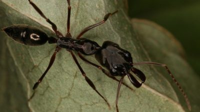 Уличные муравьи не брезгуют фаст-фудом, чтобы выжить