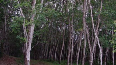 Учёные призвали не расширять каучуковые плантации в Азии