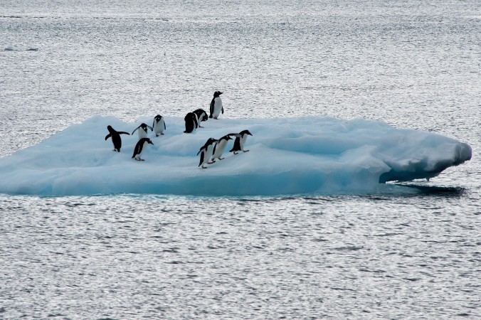 Пингвины на глыбе льда в Антарктиде 10 марта, 2014 года. Десятки тысяч пингвинов Адели, как полагают, умерли после того, как гигантский айсберг заблокировал им доступ к воде, лишив их пищи. Фото: VANDERLEI ALMEIDA/AFP/Getty Images | Epoch Times Россия