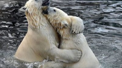 Глобальное потепление уничтожит 30% белых медведей