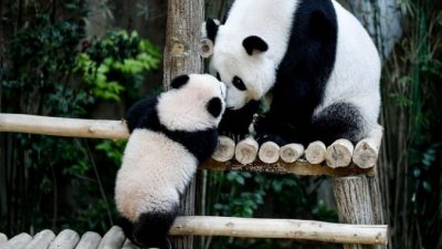 Учёные раскрыли секрет выживания панд на бамбуковой диете