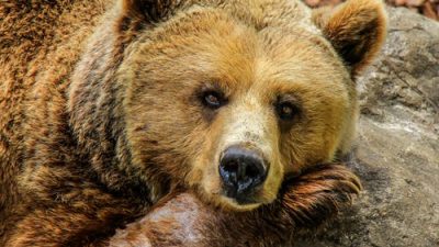 Третий лишний 2: права человека для медведей