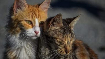 Учёные выяснили период появления кошек в Австралии