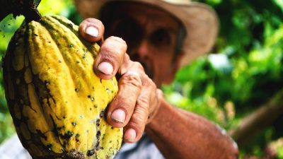 В лесах Южной Америки могут скрываться генетические разновидности какао