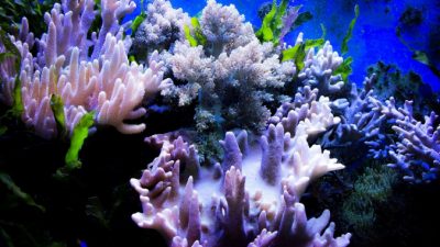 Коралловые рифы погибают от высоких температур