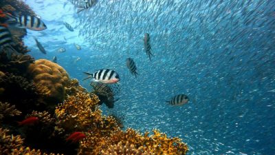 Биологи объяснили невидимость рыб в океане