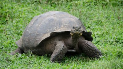 Учёные намерены возродить два вида галапагосских черепах