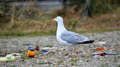 К 2050 году желудки всех морских птиц будут содержать пластик