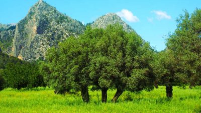 Учёные насчитали на Земле более 3 трлн деревьев