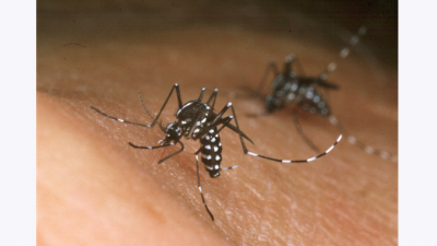 Вас покусали? 9 натуральных средств от  укусов комаров