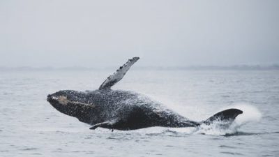Гибель китов у берегов Аляски ставит учёных в тупик